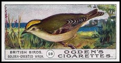 28 Golden Crested Wren